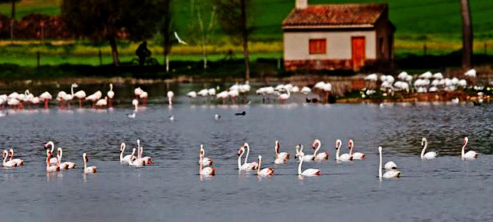 Pozuelo de Calatrava