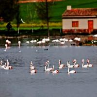 Pozuelo de Calatrava